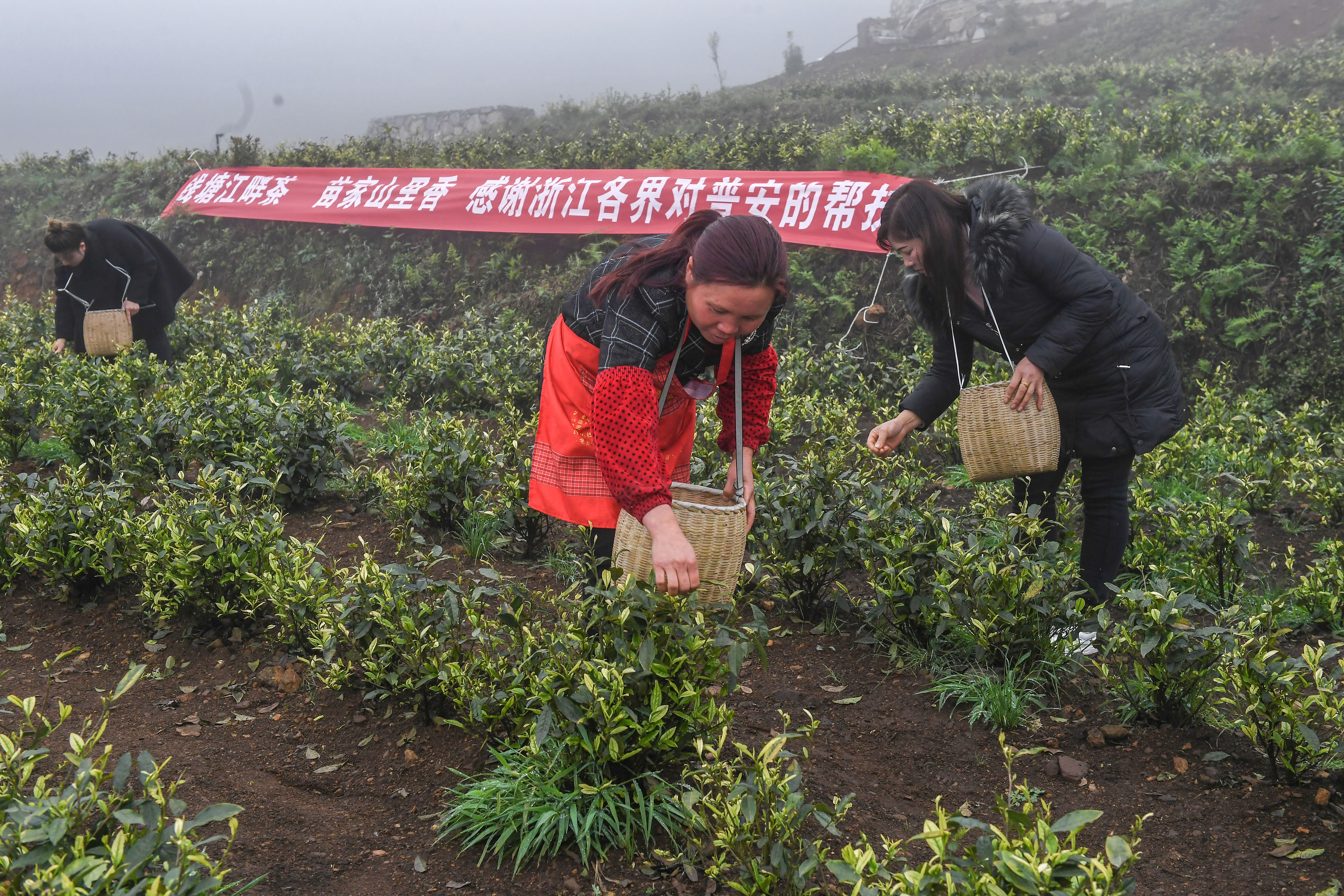 2021年4月14日，工人在貴州省黔西南州普安縣地瓜鎮(zhèn)屯上村“白葉一號”感恩茶園采茶。這片茶園由浙江省安吉縣捐贈。